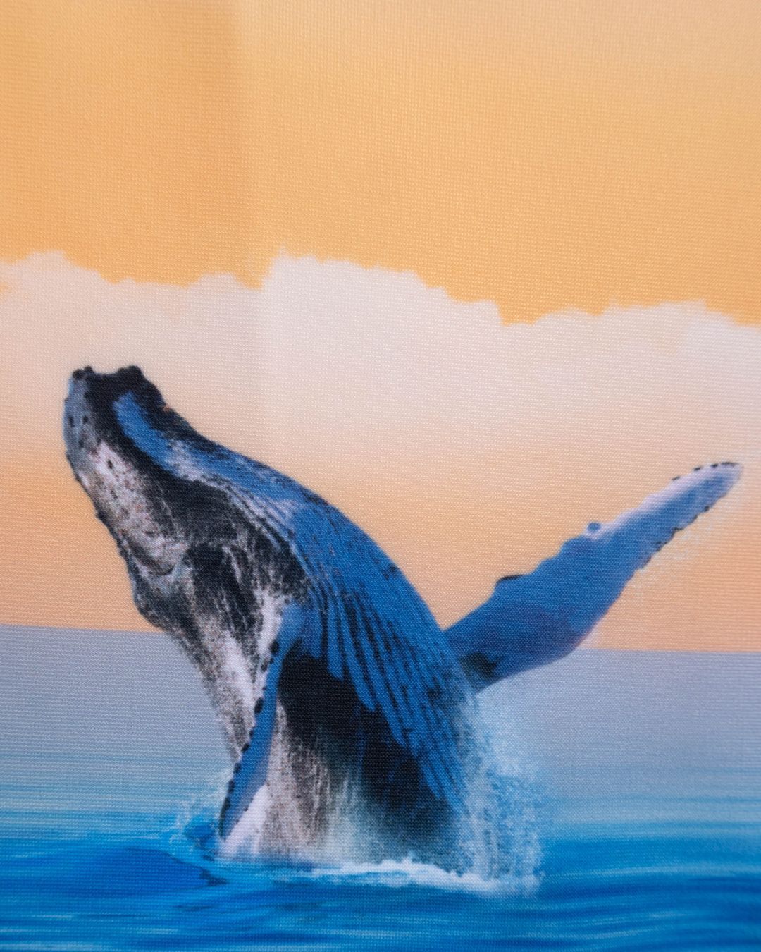 Купить Плавки MOLO